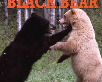 Two black bears, one with dark fur and one with light fur, stand on their hind legs facing each other in a grassy area. The book cover text reads "Understanding Michigan Black Bear," by Richard P. Smith.