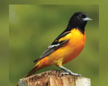 A book cover with an image of a Baltimore oriole perched on a wooden post. The title "STILL WILD poems from bear shack" appears above the bird, and the author "Suzanne Sunshower" is written below.